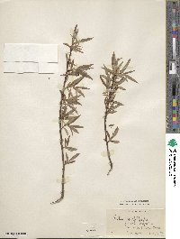 Salix myrtilloides image