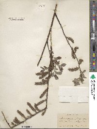 Salix myrtilloides image