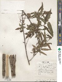 Salix nigra image