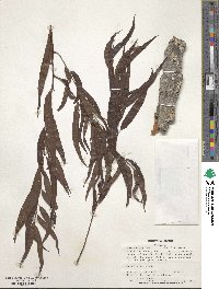 Salix nigra image