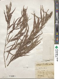 Salix nigra image