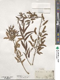 Salix nigra image