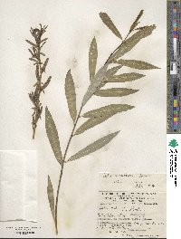 Salix miyabeana image