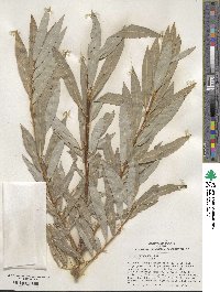 Salix miyabeana image