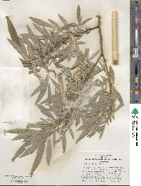 Salix miyabeana image