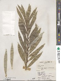 Salix miyabeana image