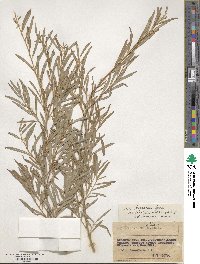 Salix miyabeana image