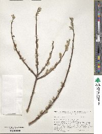 Salix ×mollissima image