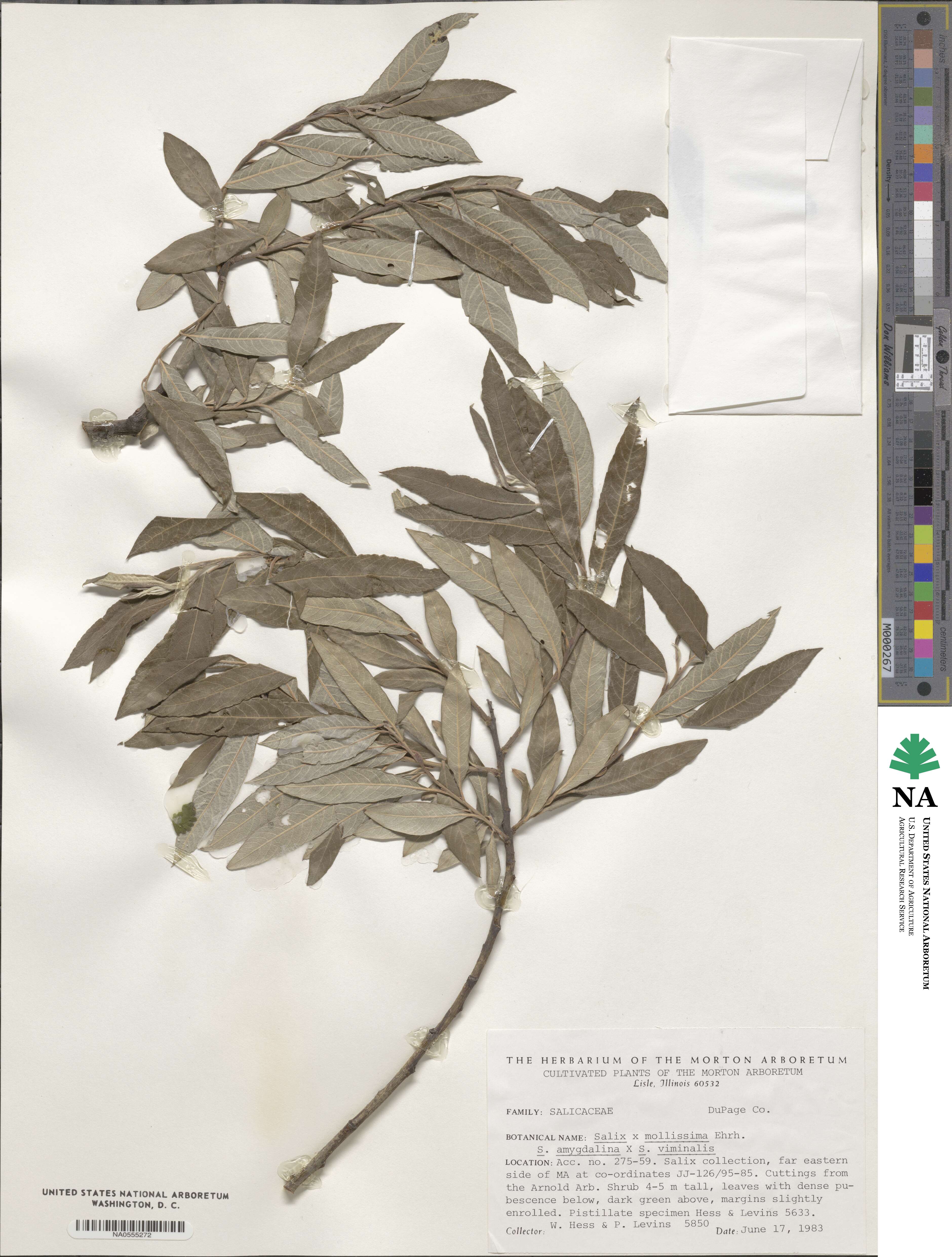 Salix ×mollissima image