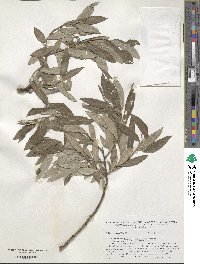 Salix ×mollissima image