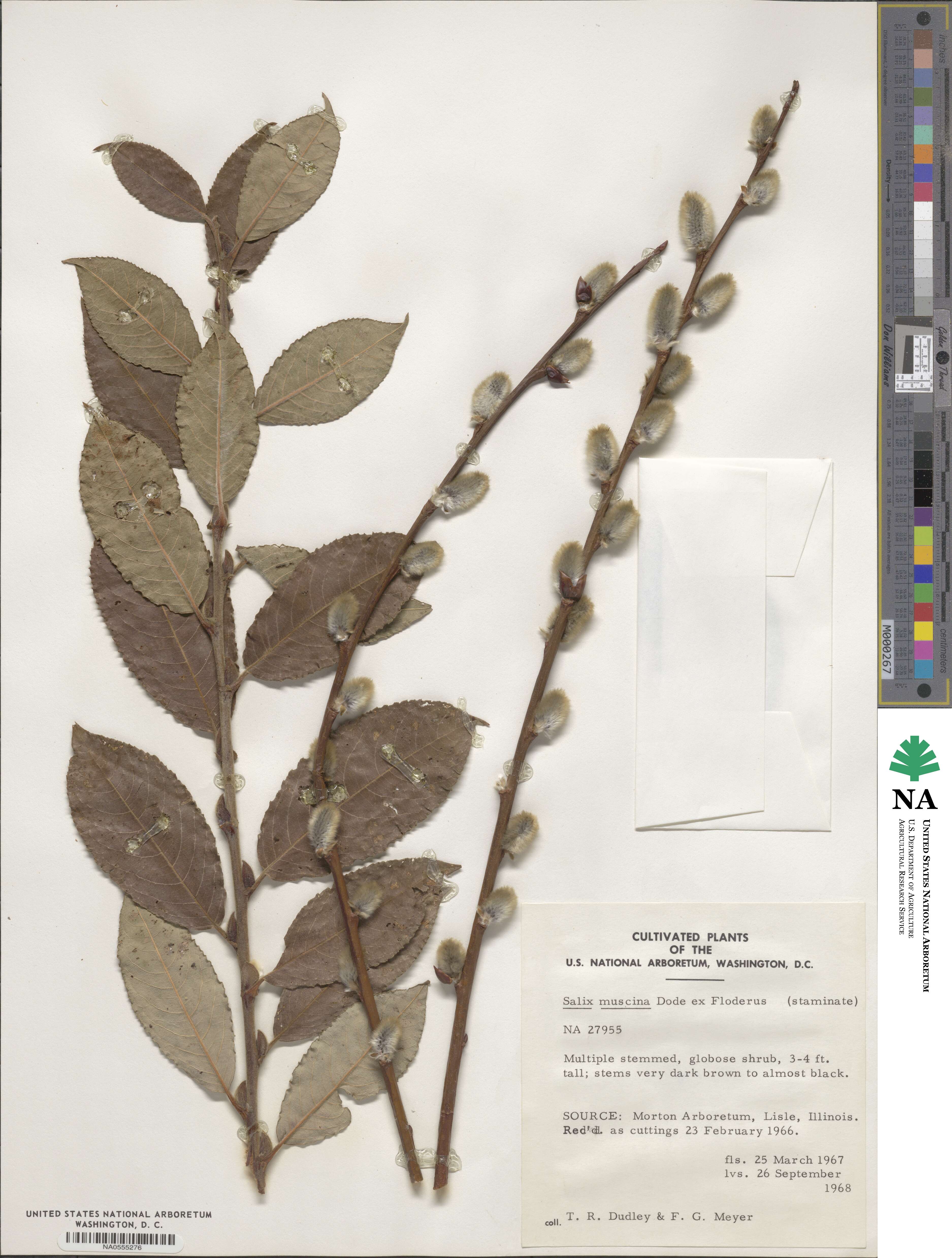 Salix aegyptiaca image