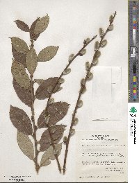 Image of Salix aegyptiaca