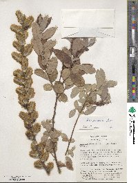 Salix aegyptiaca image