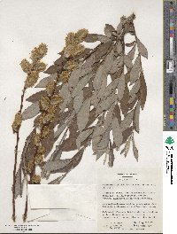 Salix aegyptiaca image