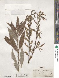 Salix myricoides image