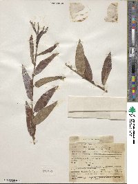 Salix lutea image