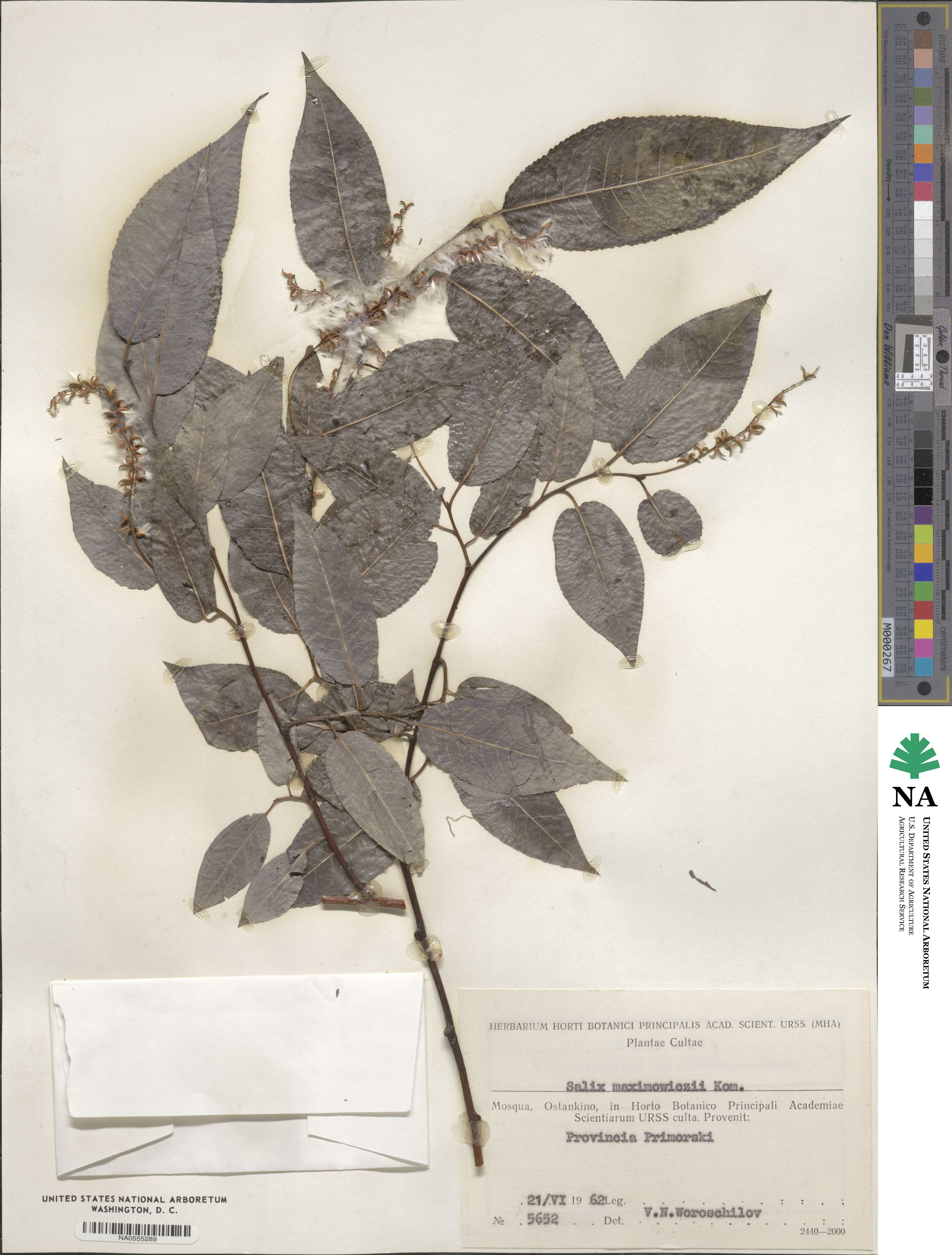 Salix cardiophylla image