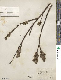 Salix aegyptiaca image