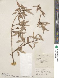 Salix aegyptiaca image