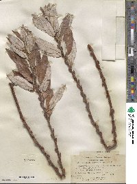 Salix lasiolepis var. sandbergii image