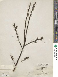 Salix paradoxa image