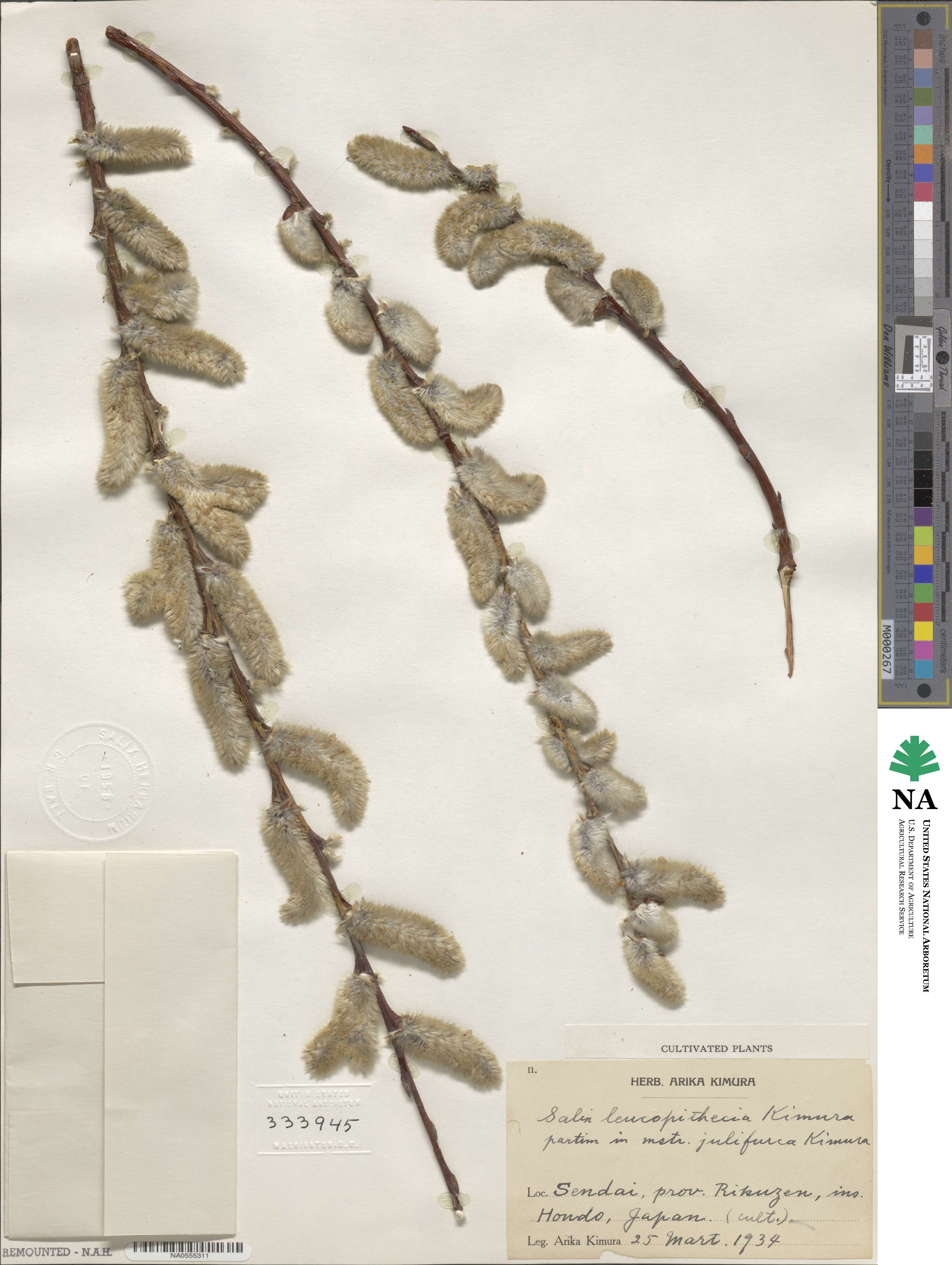 Salix ×leucopithecia image