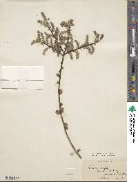 Salix livida image