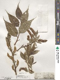 Salix lucida image