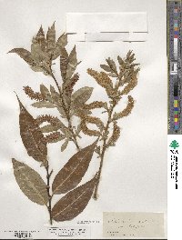 Salix lucida image