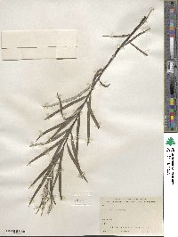 Salix incana image