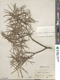 Salix incana image