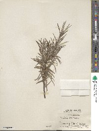 Salix incana image
