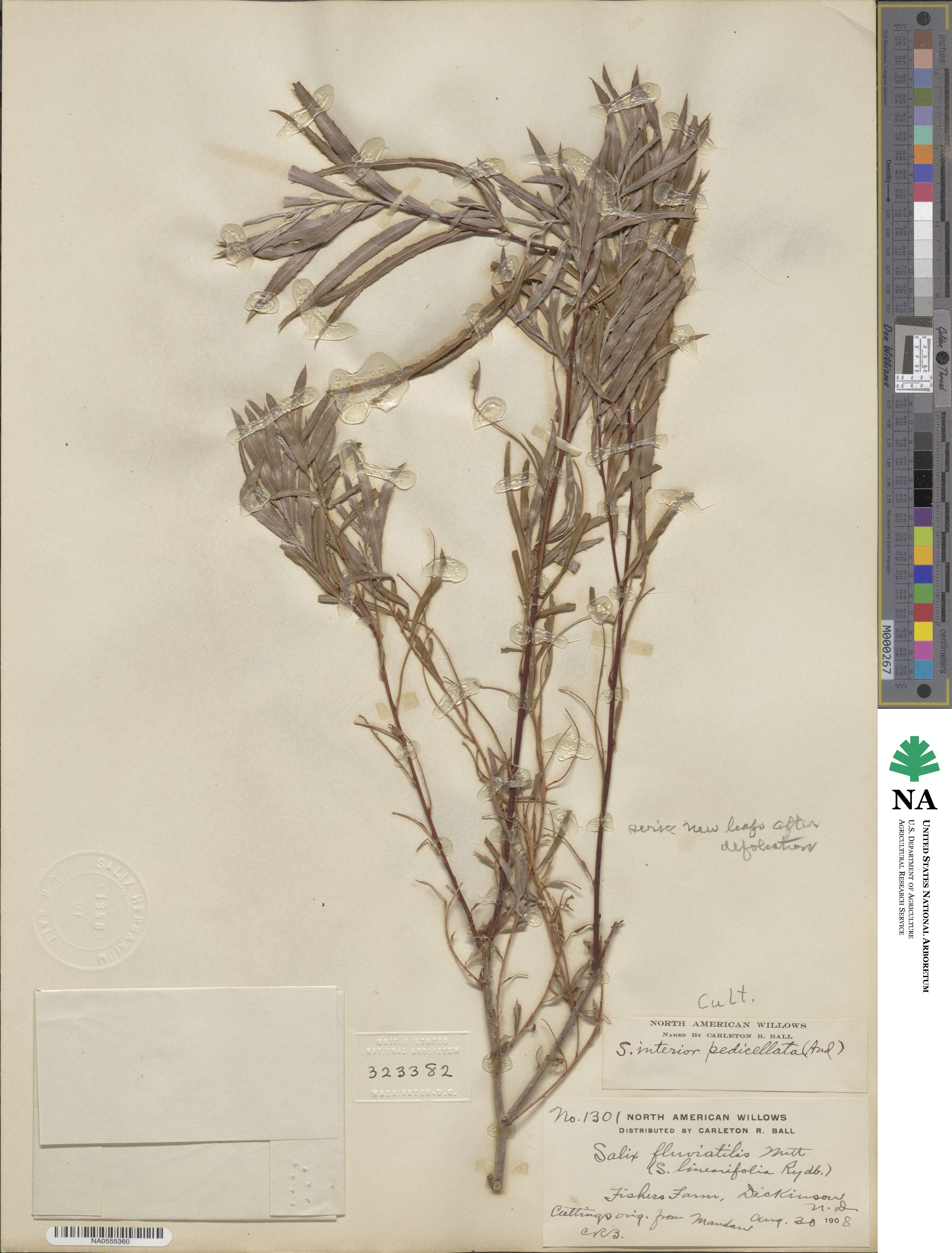 Salix interior var. pedicellata image