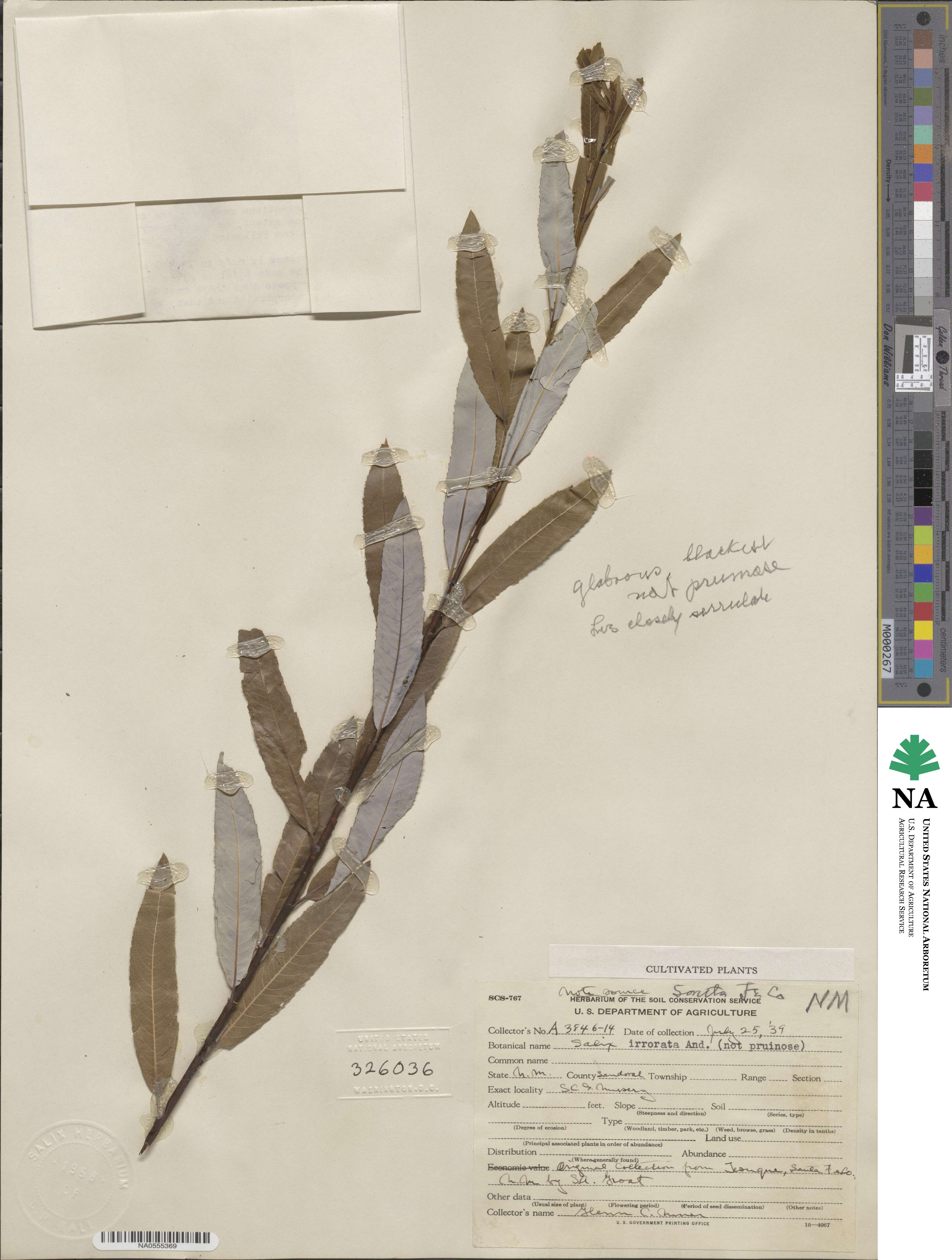 Salix irrorata image