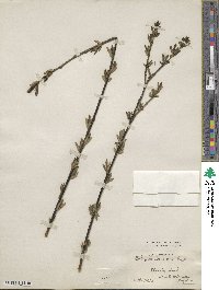 Salix purpurea image