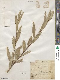 Salix lucida subsp. lasiandra image