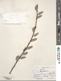 Salix grandifolia image