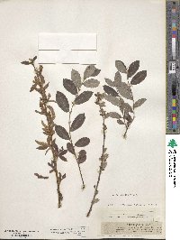 Salix grandifolia image