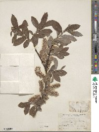 Salix grandifolia image