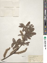 Salix grandifolia image