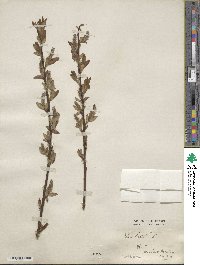 Salix hastata image