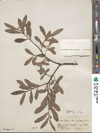 Salix ×holosericea image