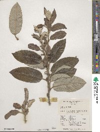 Salix hookeriana image