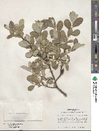 Salix hookeriana image