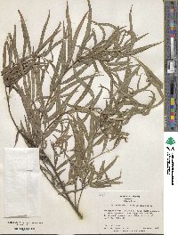 Salix humboldtiana image