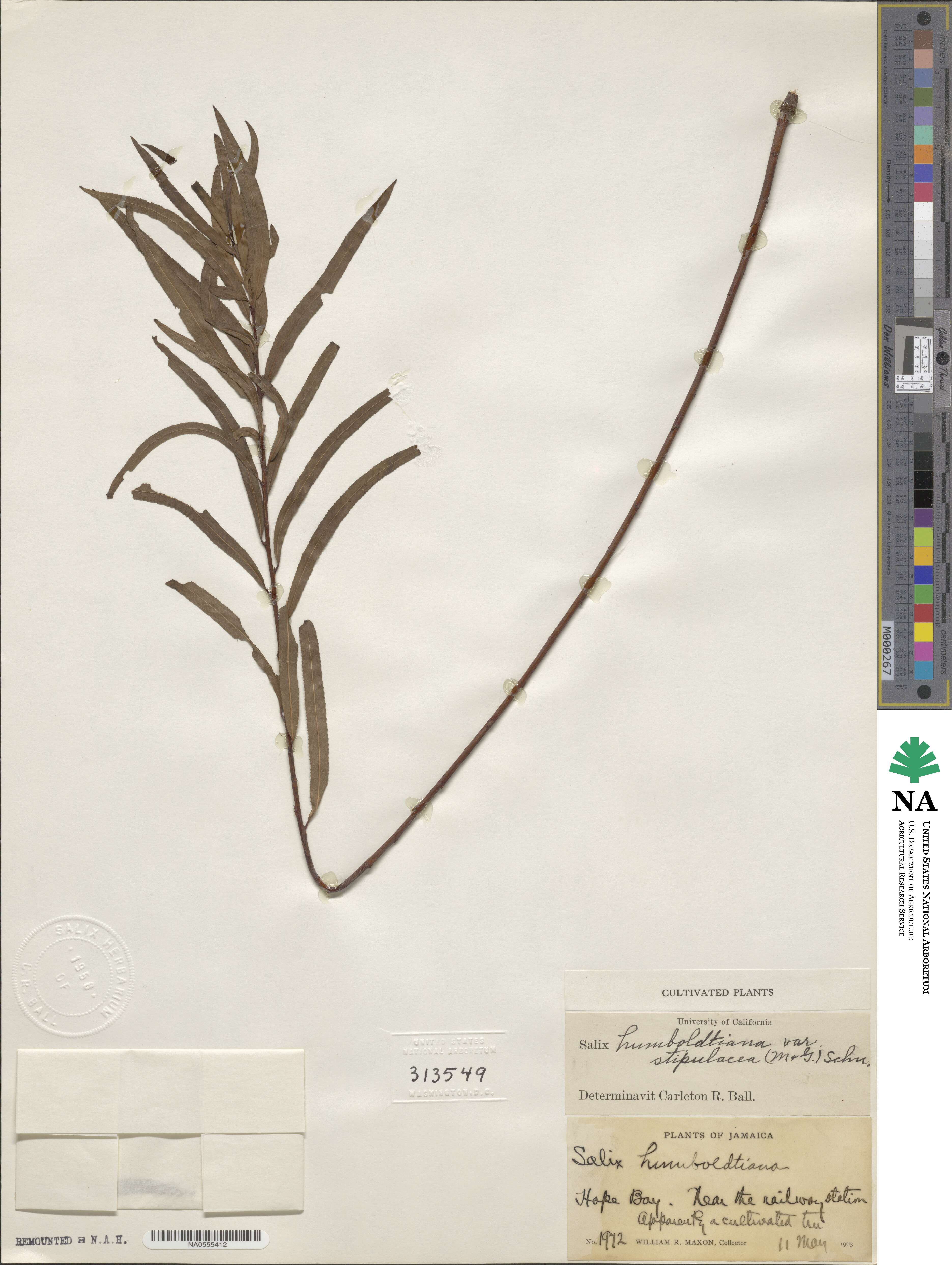 Salix humboldtiana image