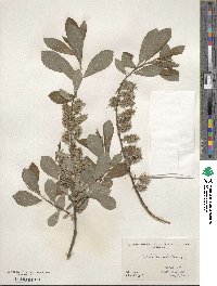 Salix humilis image