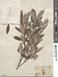 Salix humilis image