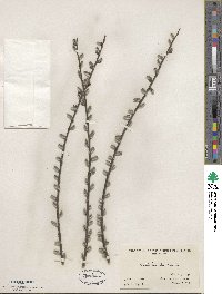 Salix humilis image