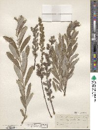 Salix humilis var. longifolia image